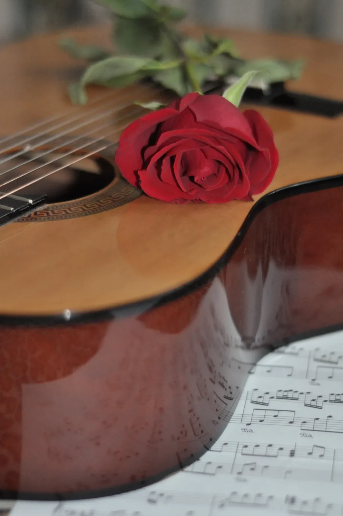 Rode roos op een klassieke gitaar met bladmuziek voor bruiloftsmuziek.